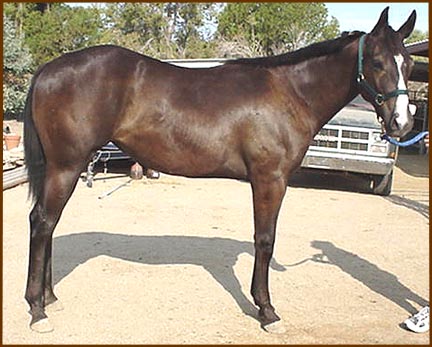 71CocoAQHA.jpg - 39382 Bytes